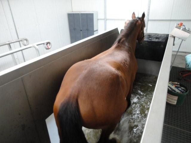 Aquatrainer Pferd in Wasser