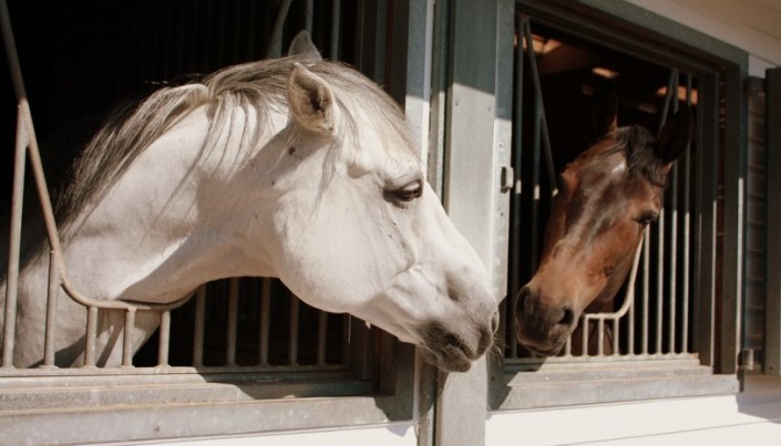 Zwei Pferde im Stall